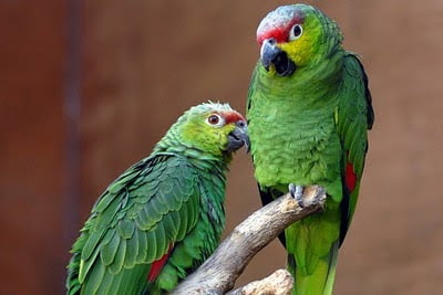 Τα πράσινα ‘παπαγαλάκια’