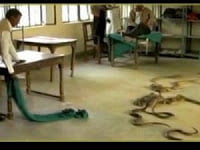 Ινδία: Αγανακτισμένος άφησε 40 φίδια μέσα σε Εφορία