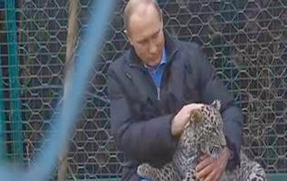 Σότσι: Ο Πούτιν και οι λεοπαρδάλεις [Εικόνες Βίντεο]