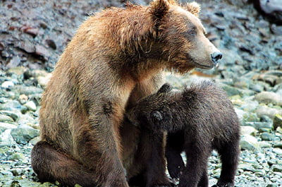 Καφέ αρκούδα στο Εθνικό Πάρκο Β. Πίνδου – Παρακολουθείστε το βίντεο που ακολουθεί