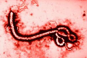 West Africa: What are US Biological Warfare Researchers Doing in the Ebola Zone?