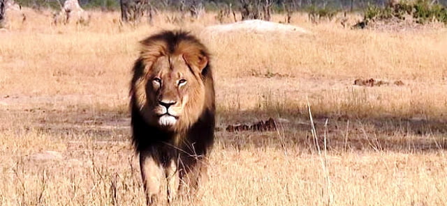Το λιοντάρι Cecil (Rhodes) της πρώην Ροδεσίας … Ολόκληρο ένα σύμβολο!