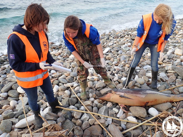 Εικόνες σοκ: Νεκρά δελφίνια στο Αιγαίο – Ξεβράστηκαν μετά την τουρκική άσκηση «Γαλάζια Πατρίδα»