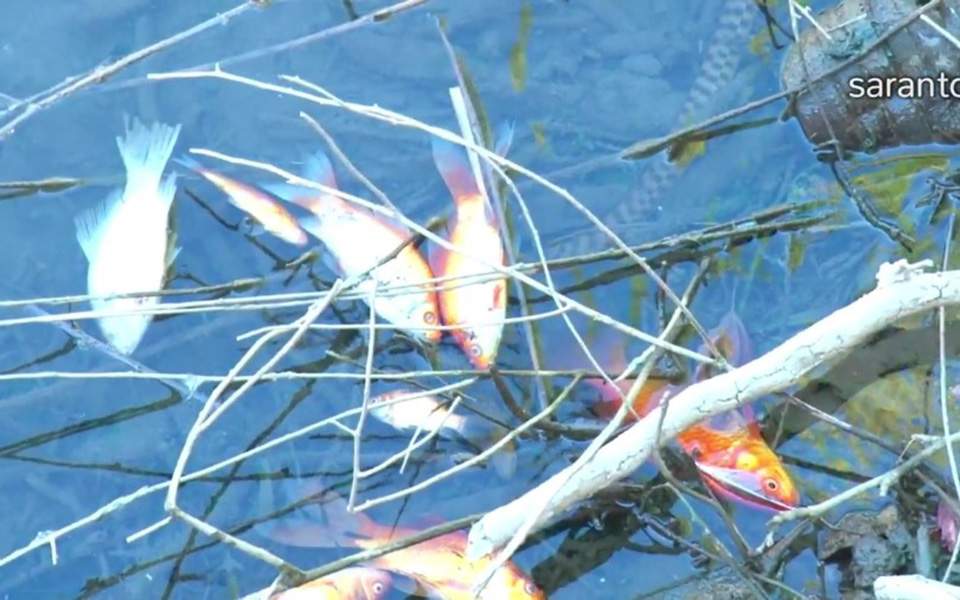 Από λοιμογονικό παράσιτο ο θάνατος των ψαριών στο φράγμα Αποσελέμη στην Κρήτη