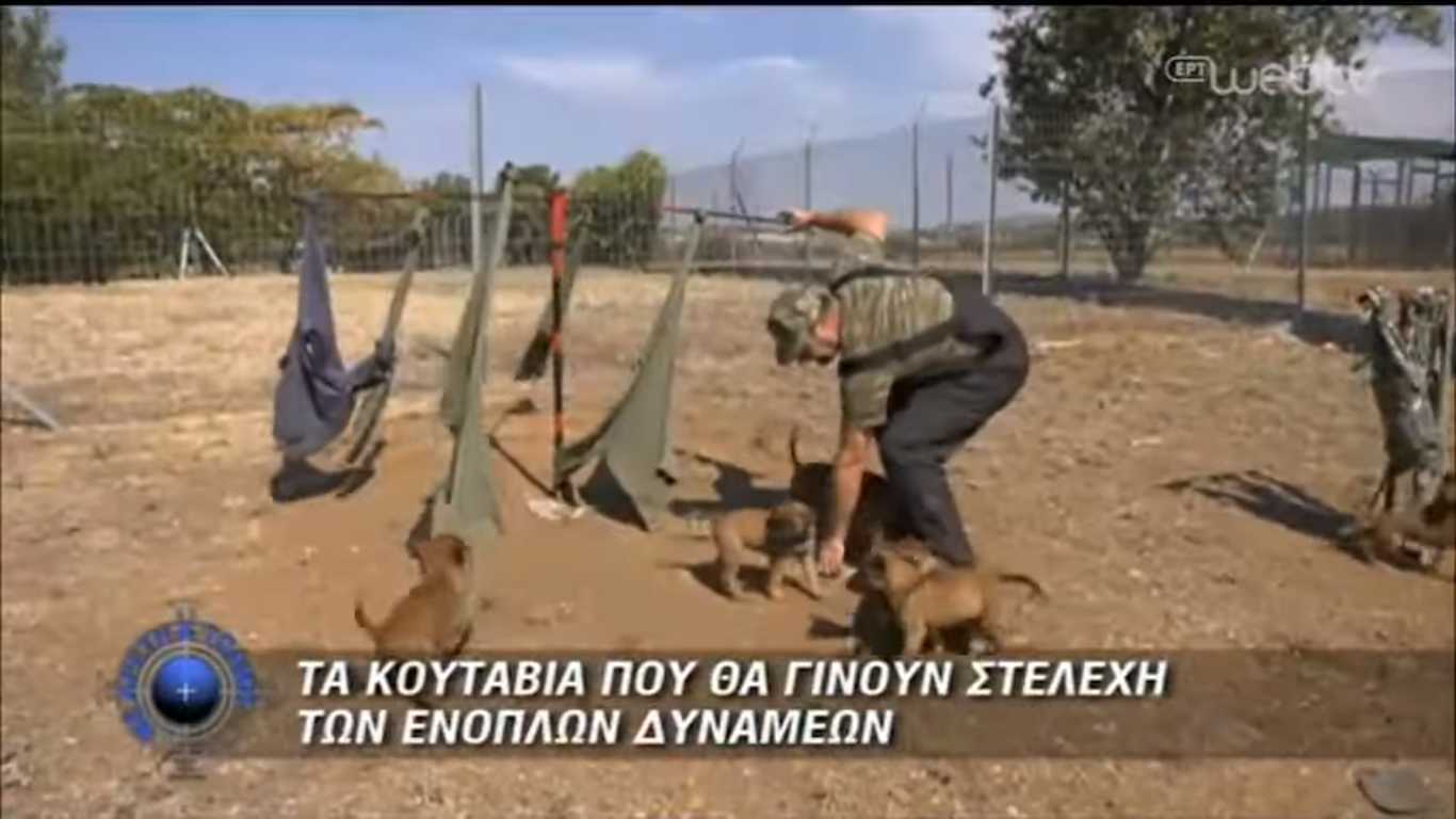 Κουτάβια-μελλοντικά στελέχη Ενόπλων Δυνάμεων