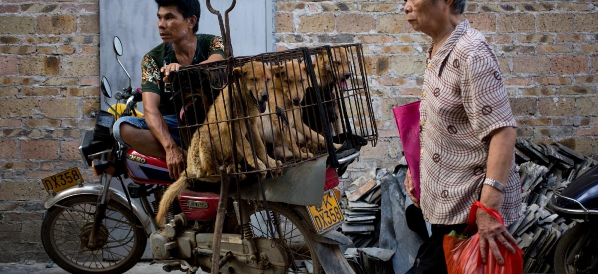 Επιτέλους! Η πόλη Şenzen της Κίνας απαγορεύει την κατανάλωση σκύλων και γάτων