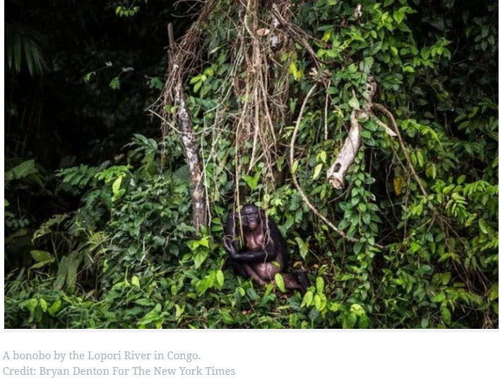 Οι ιοί των ζώων μεταπηδούν στους ανθρώπους – Η απώλεια δασών και δασικών εκτάσεων το κάνει πιο εύκολο
