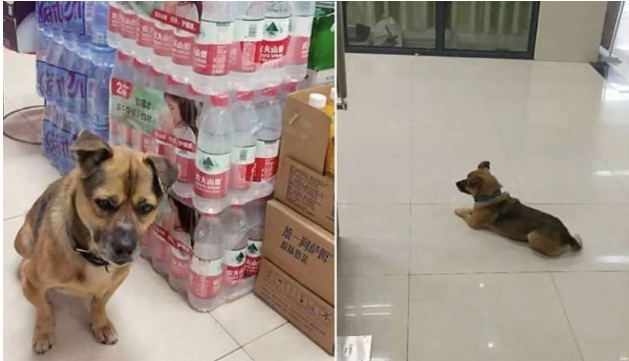 Συγκινητικό: Σκύλος περίμενε επί τρεις μήνες το αφεντικό του σε νοσοκομείο της Ουχάν, ενώ είχε ξεψυχήσει από κορωνοϊό!