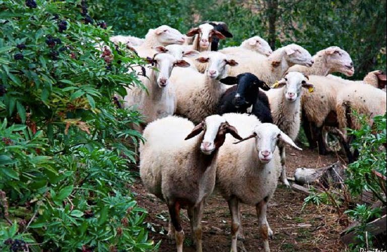 Κίνηση για τη στήριξη της κτηνοτροφίας! Δημιουργία Ερευνητικού Κέντρου Αιγοπροβατοτροφίας στην Κρήτη