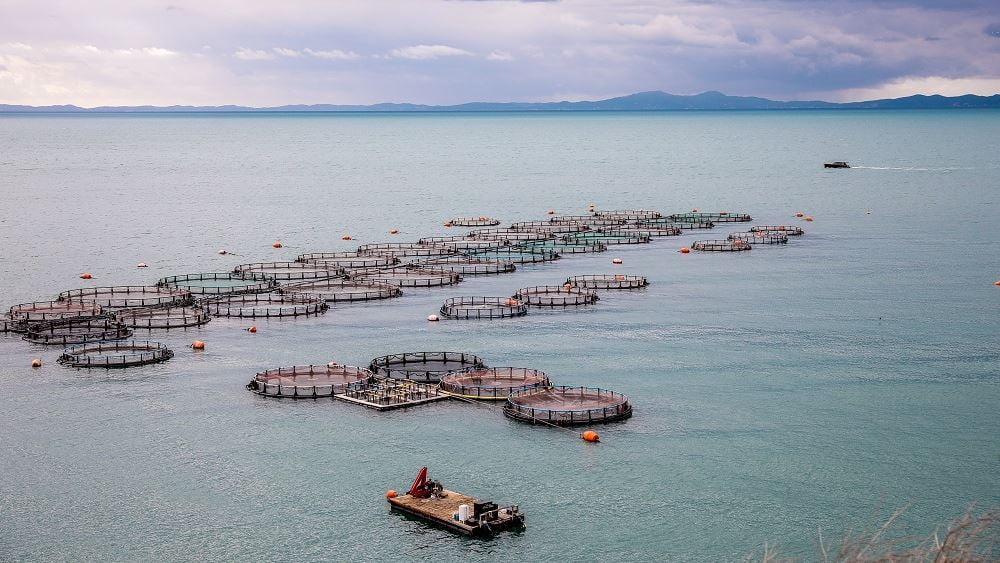 Τουρκία, Μαρόκο και Κροατία απειλούν τις ελληνικές εξαγωγές ψαριών