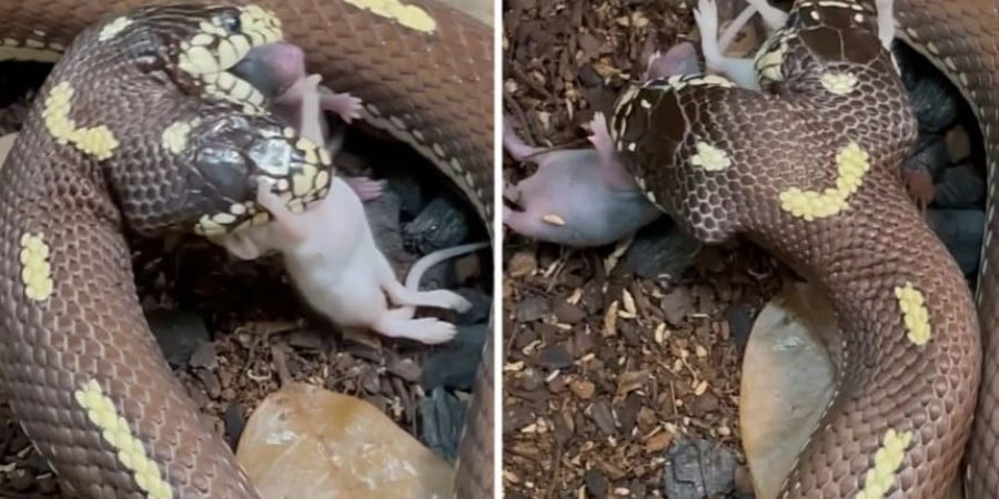 Bίντεο: Δικέφαλο φίδι την στιγμή που κατασπαράσσει δύο ποντίκια