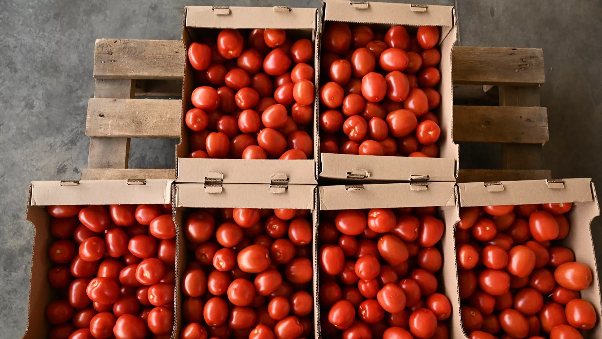 Η Ρωσία εντόπισε ιό σε ντομάτες από την Τουρκία