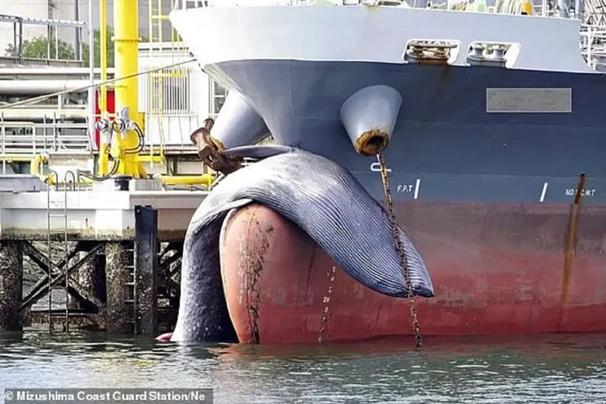 Δεξαμενόπλοιο προσέδεσε σε λιμάνι στη Ιαπωνίας έχοντας στην μπάλα του πλοίου μία φάλαινα μήκους περίπου 10 μέτρων!