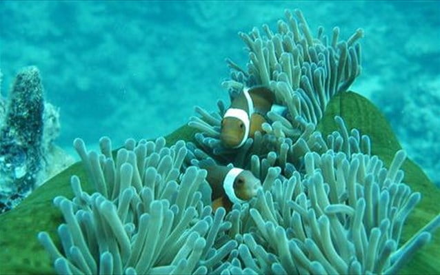 Νέα μελέτη καταγράφει τα 70 χρόνια καταστροφής των κοραλλιών