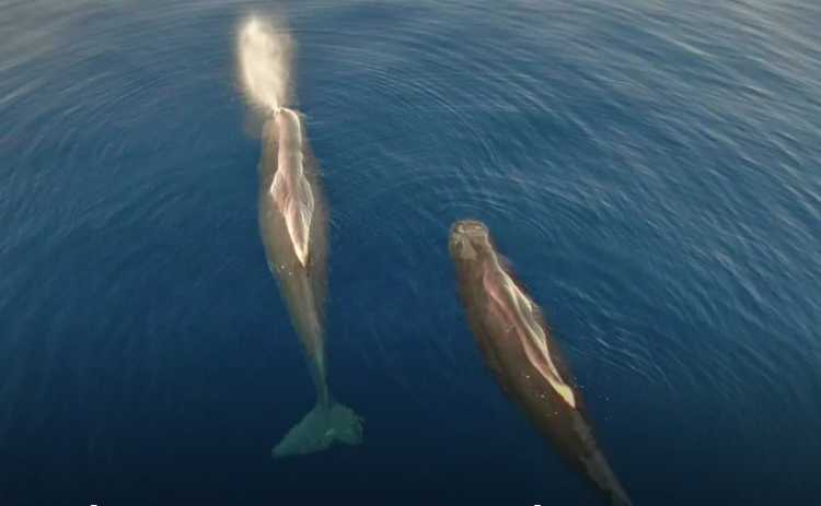 Δύο φυσητήρες (sperm whales) κατέγραψε το Ινστιτούτου Αρχιπέλαγος
