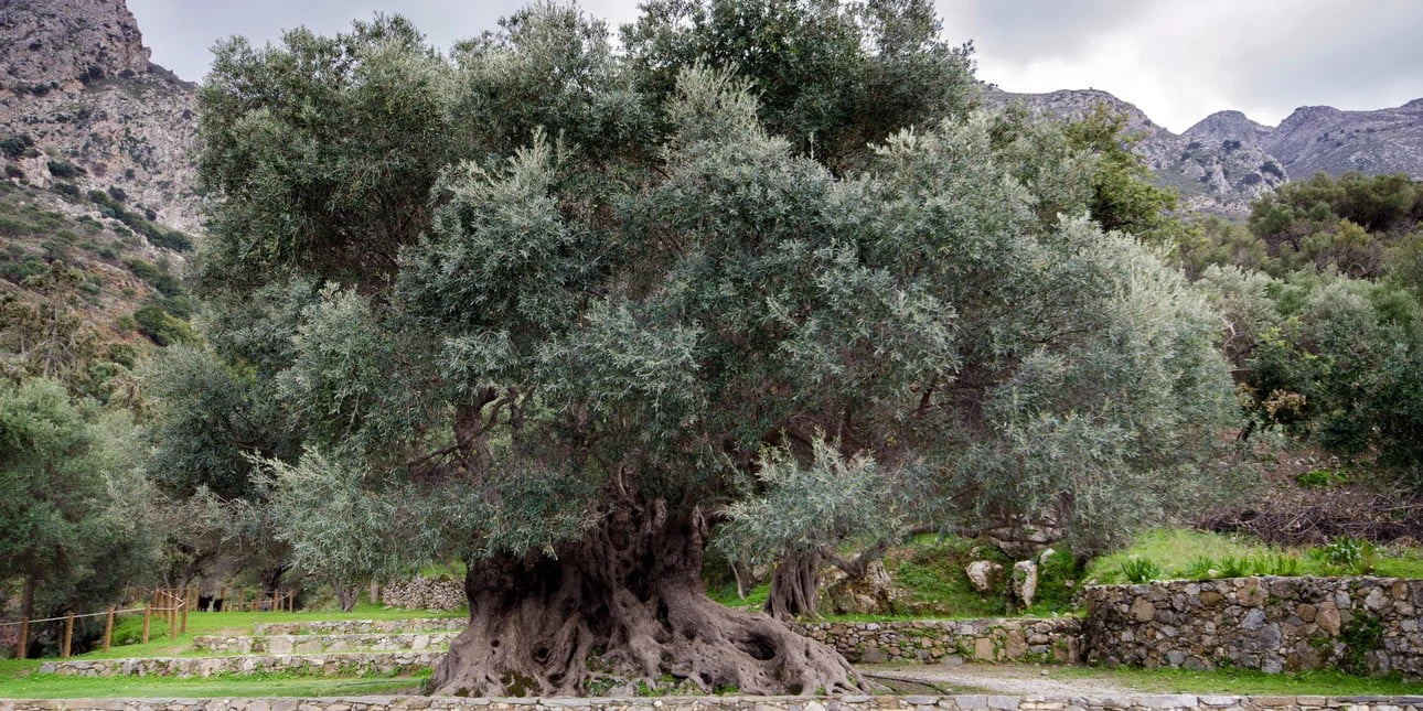 Στην Ελλάδα ένα από τα γηραιότερα δέντρα στον κόσμο – Η απίστευτη λίστα με τα μεγαλύτερα σε ηλικία ζώα, φυτά