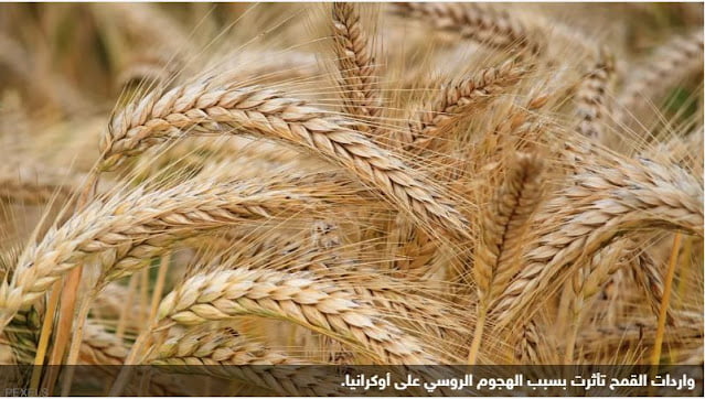 Επισιτιστική κρίση: Η Αίγυπτος σχεδιάζει παραγωγή αλευριού από σιτάρι και πατάτα