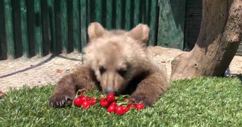 Αγαπάμε την ελληνική άγρια φύση – Ο Θωμάς, το αρκουδάκι, τρώει απολαυστικά τα κεράσια του – Τον διέσωσε η ομάδα του “Αρκτούρου” στη Φλώρινα (BINTEO)