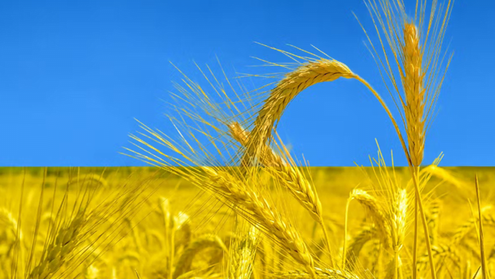 Ηandelsblatt: Η Ρωσία βάζει προσκόμματα στις εξαγωγές σιτηρών από την Ουκρανία