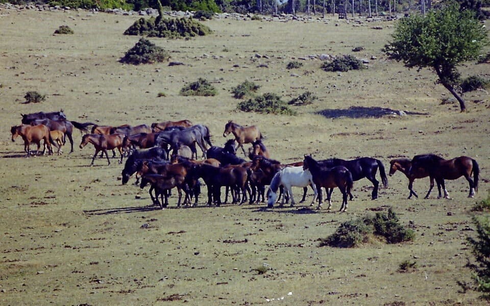 SOS! «Σκοτώνουν τα άγρια άλογα του Πεταλά όταν κατεβαίνουν στον κάμπο»