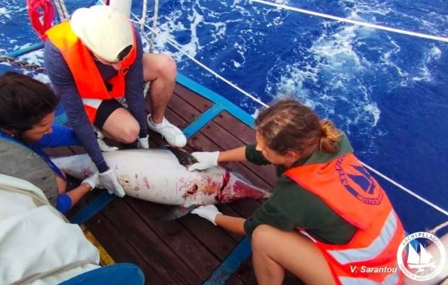 Τεράστιο έγκλημα καταγγέλει το Ινστιτούτο Αρχιπέλαγος! Τούρκοι ψαράδες σκοτώνουν τα δελφίνια στο Αιγαίο
