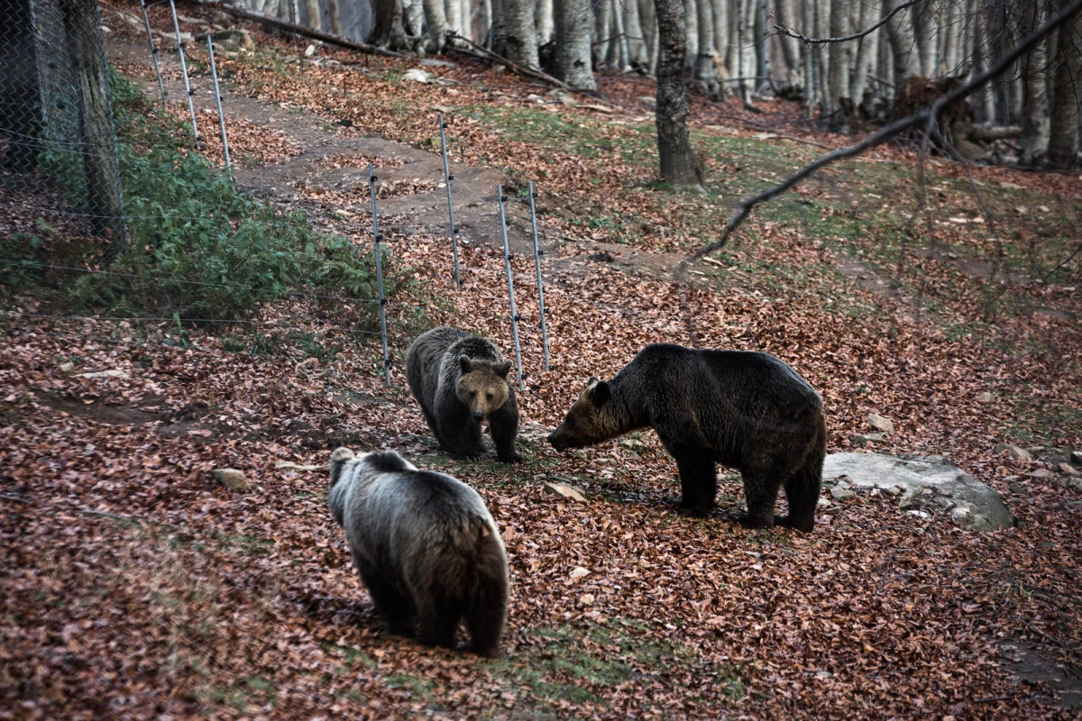 Νυμφαίο: Σε χειμερία νάρκη οι αρκούδες του Αρκτούρου – Νωρίτερα από κάθε άλλη χρονιά