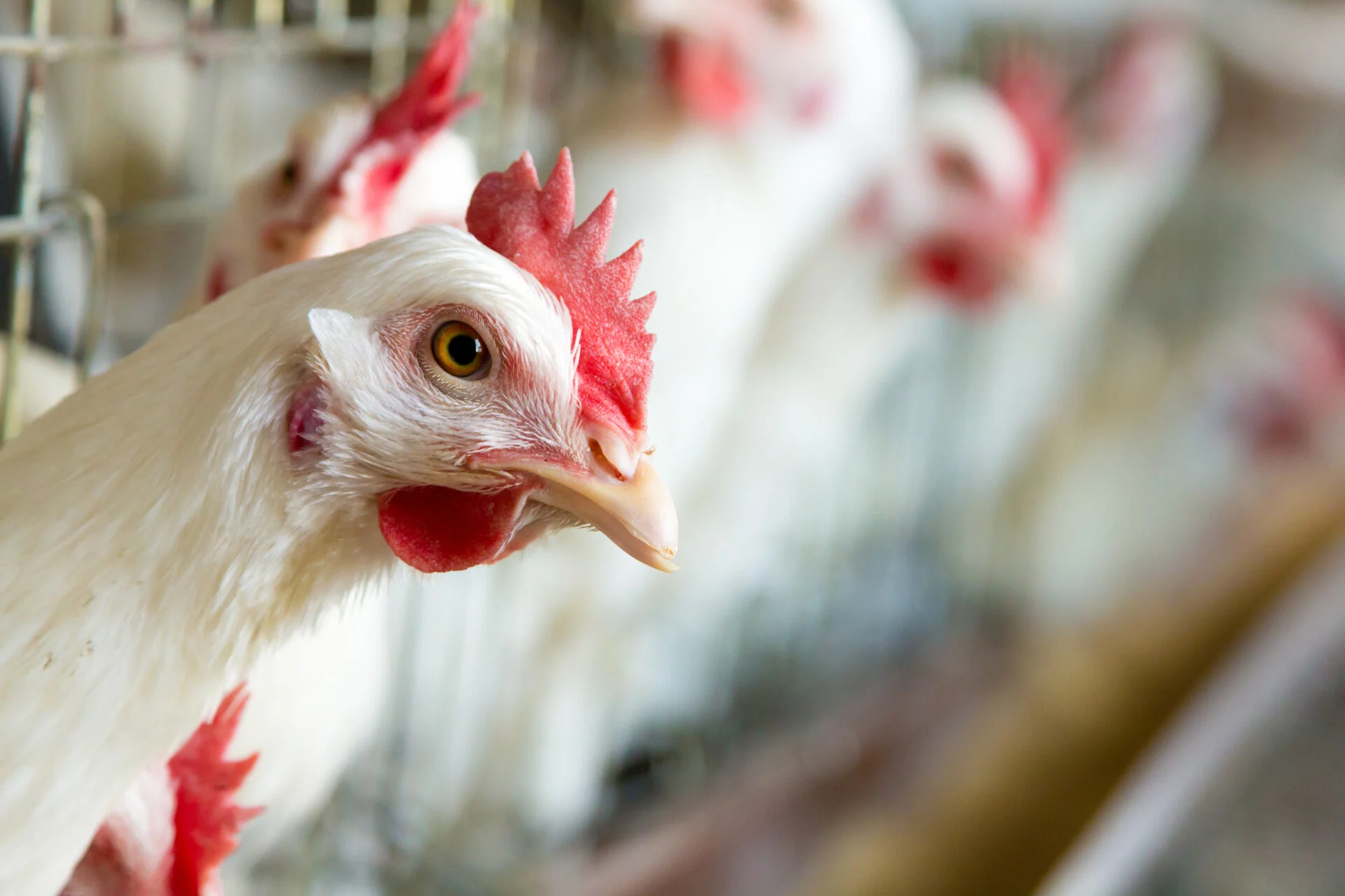 Ο πόλεμος του κοτόπουλου και ο Ουκρανός «βασιλιάς» – Ποιος κερδίζει εις βάρος των ευρωπαίων αγροτών