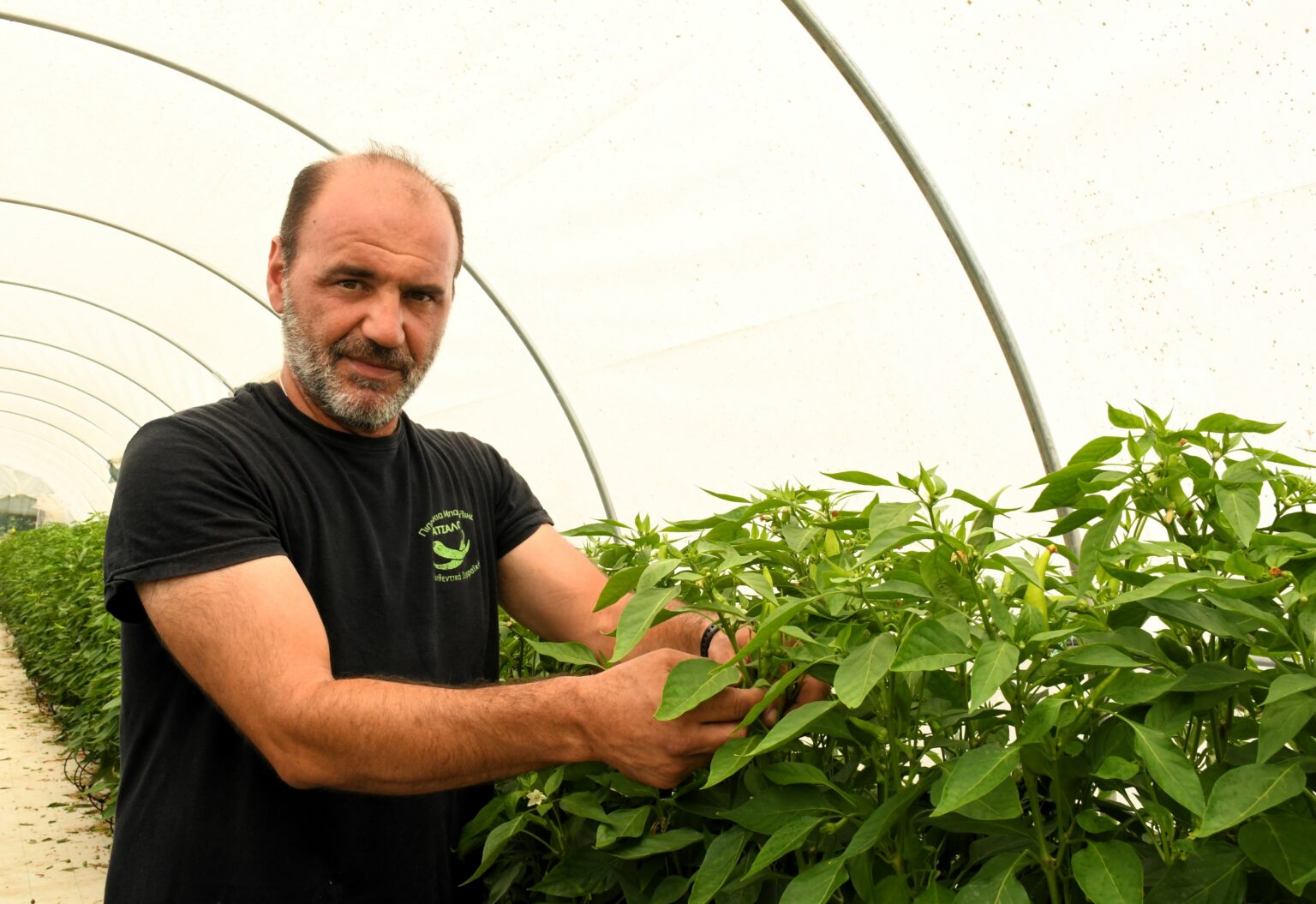 Ένας εκπαιδευτικός από τις Σέρρες είναι ο «βασιλιάς» της μπακάλικης πιπεριάς
